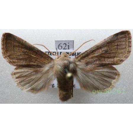 Orthosia populeti (Fabricius, 1775) Czech62i